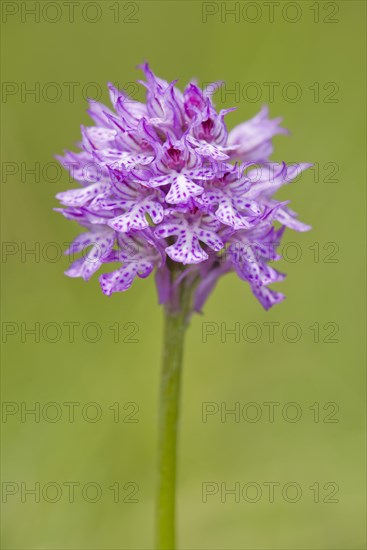 Three-toothed Orchid (Neotinea tridentata)