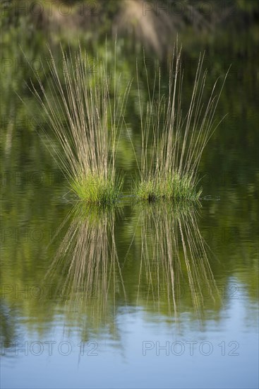 Purple Moor Grass (Molinia caerulea)