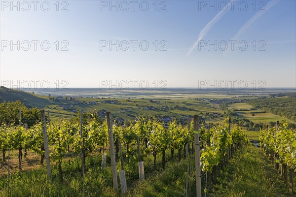 Eisenberg vineyard