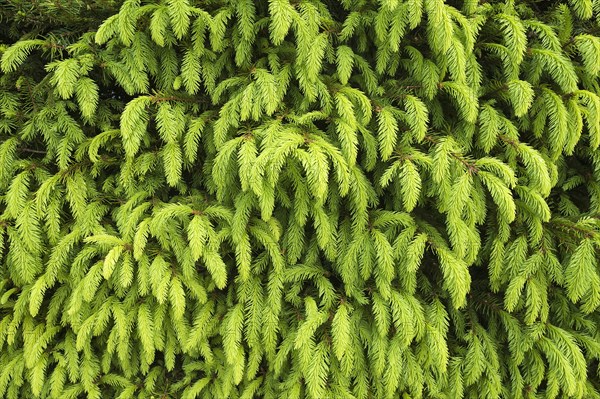 Young shoots of a Norway Spruce (Picea abies)