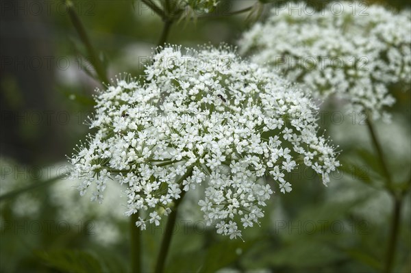 Flowering Ashweed or Ground Elder (Aegopodium podagraria)