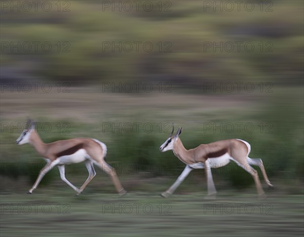 Running Springboks (Antidorcas marsupialis)