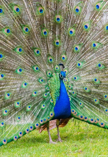 Blue Peacock (Pavo cristatus) displaying its plumage