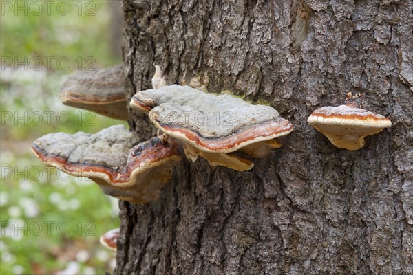 Red Banded Polypore (Fomitopsis pinicola)