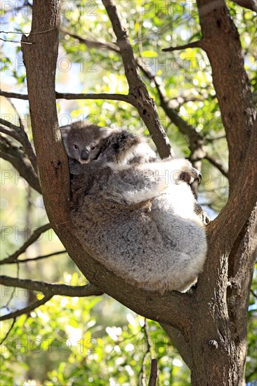 Koala (Phascolarctos cinereus) mother with young on tree