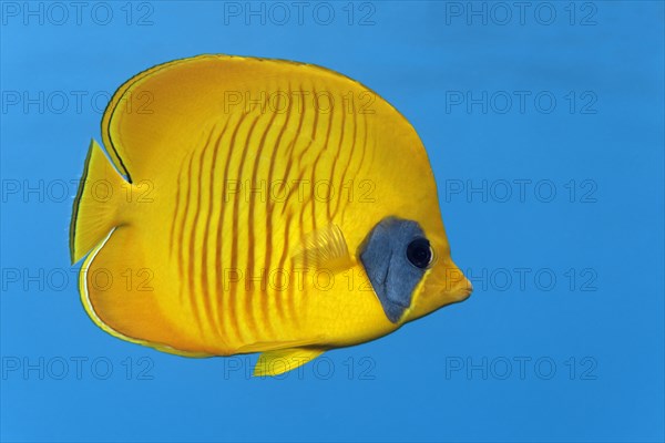 Bluecheek Butterflyfish (Chaetodon semilarvatus)