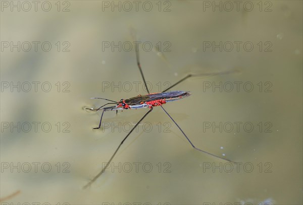 Common pond skater (Gerris lacustris) with red mites on water surface