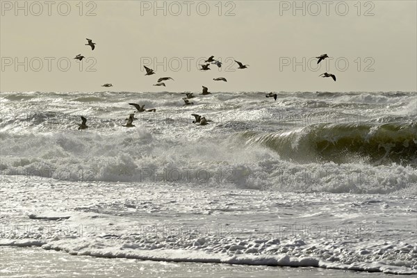 European herring gulls (Larus argentatus) flying over the stormy North Sea