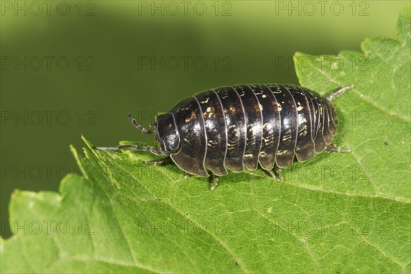 Saftkugler (Glomeris) on a leaf