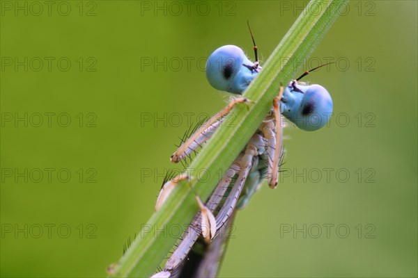 White-legged Damselfly (Platycnemis pennipes)
