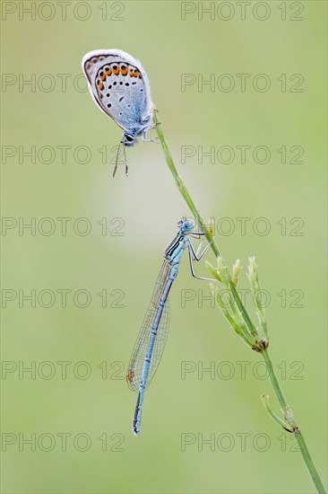 Common Blue (Polyommatus icarus) and a Blue-tailed Damselfly (Ischnura elegans) on a blade of grass