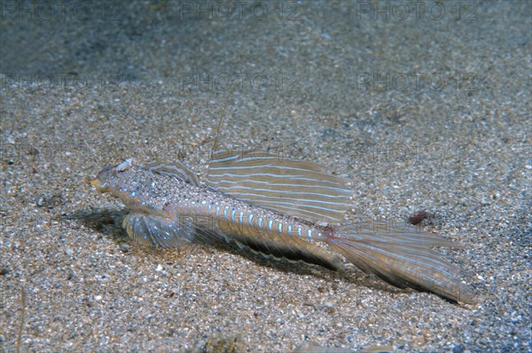 Sailfin Dragonet (Callionymus pusillus)