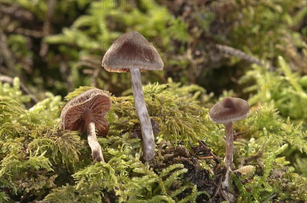 Cortinar or Webcap Mushrooms (Cortinarius subsertipes)