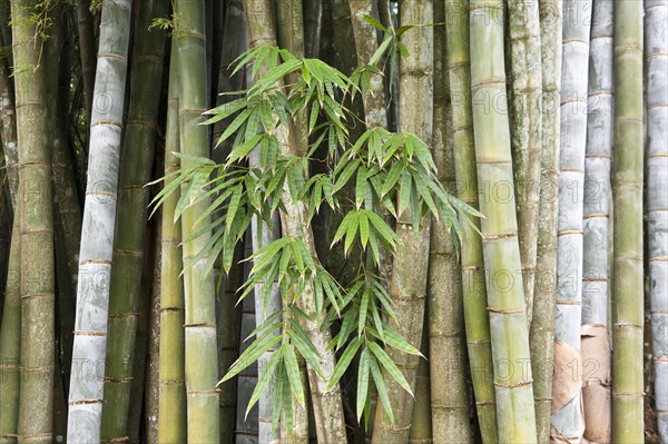 Bamboo