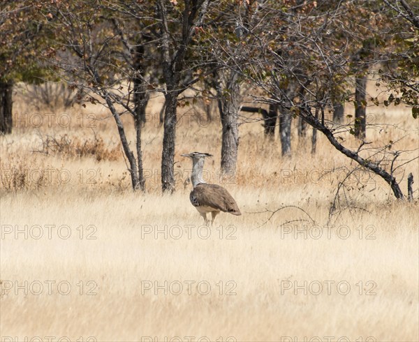 Kori Bustard (Ardeotis kori)