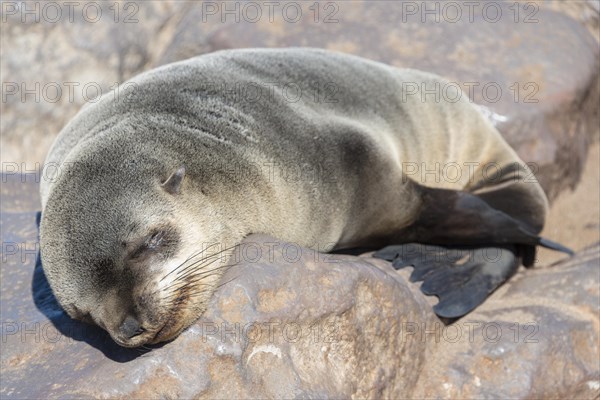 Young Brown Fur Seal or Cape Fur Seal (Arctocephalus pusillus) sleeping on a rock