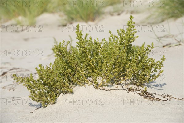 Prickly Saltwort (Kali turgida)