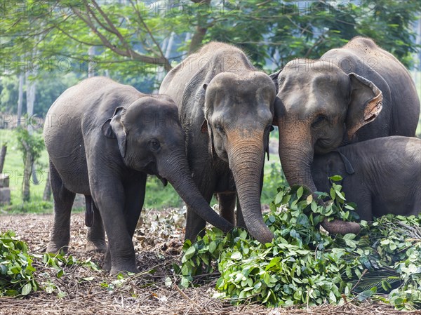 Asian elephants (Elephas maximus) feeding in the Pinnawela Elephants Orphanage