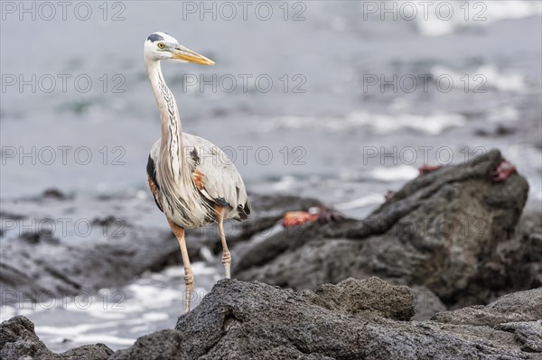 Great blue Heron (Ardea herodias)