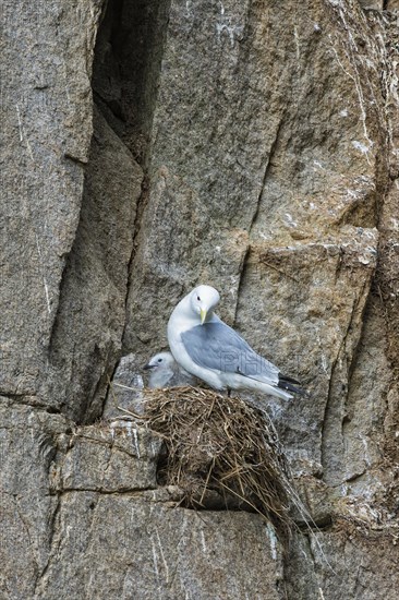 Black-legged Kittiwakes (Rissa tridactyla)