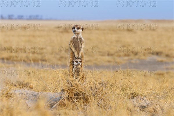 Two Meerkats (Suricata suricatta)