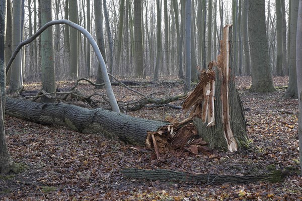 Windsnap in the forest of Nienhagen