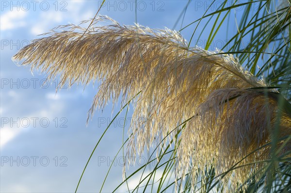 Pampas Grass (Cortaderia selloana)