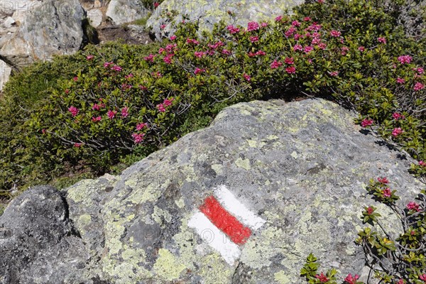 Alpenrose (Rhododendron ferrugineum)