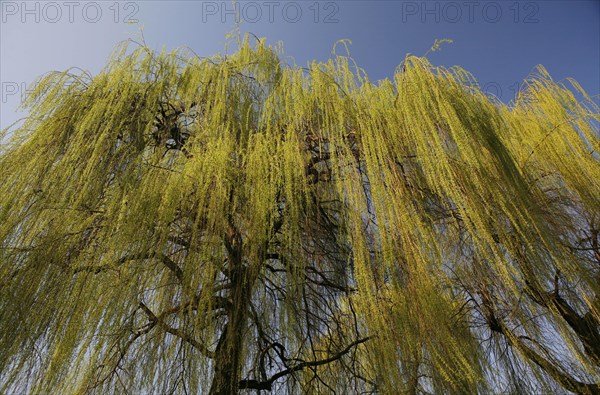 Weeping Willow (Salix babylonica)