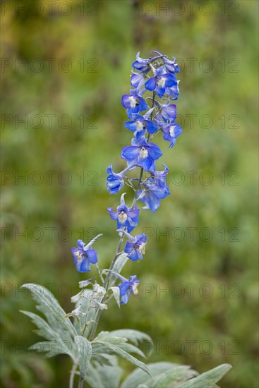 Candle Larkspur (Delphinium elatum)