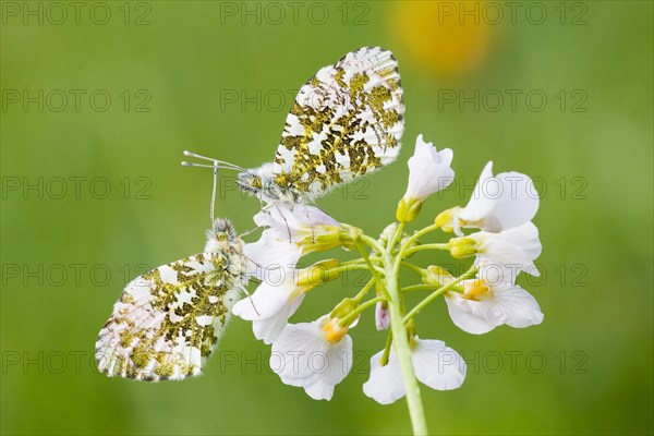 Two Orange Tip butterflies (Anthocharis cardamines)