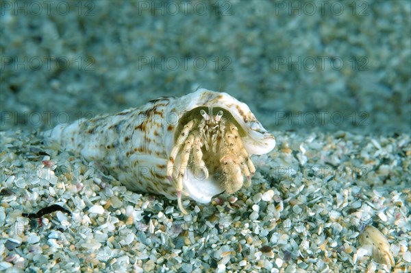 Small Hermit Crab (Diogenes pugilator)