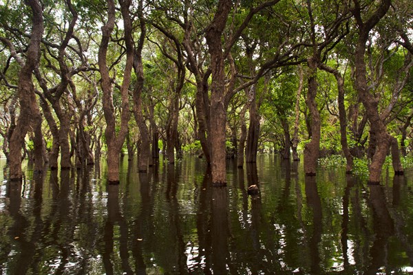 Mangroves