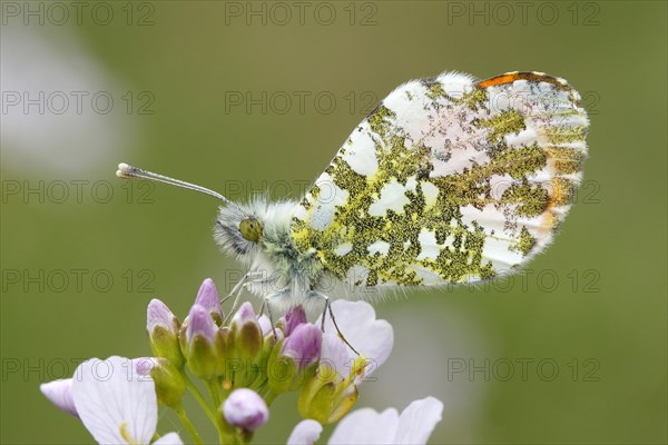 Orange Tip Butterfly (Anthocharis cardamines)