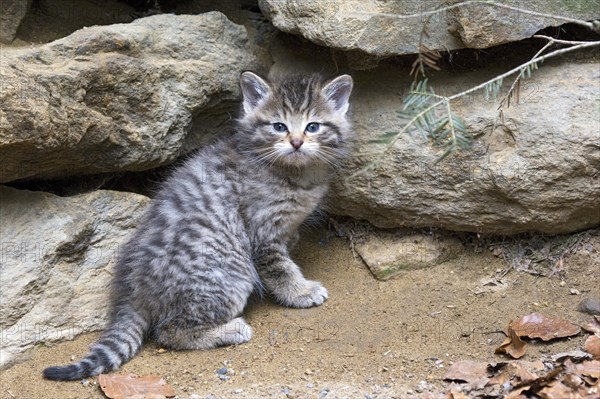 Wildcat (Felis silvestris)