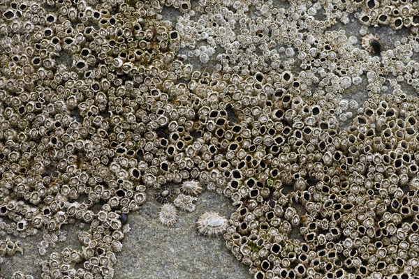 Barnacles (Balanidae) and Limpets (Patellidae) in the surf zone on a rock