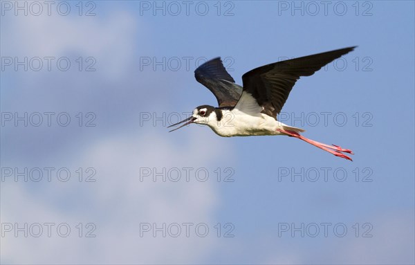 Black-necked Stilt (Himantopus mexicanus) flying