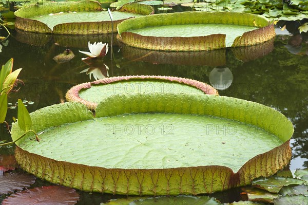 Leaves the Irupe or Santa Cruz Water Lily (Victoria cruziana)