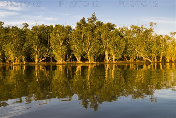 Trees on the shore in the evening light
