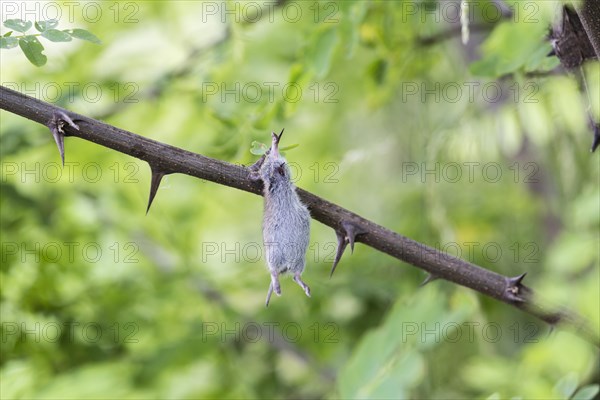 Mouse impaled on thorns