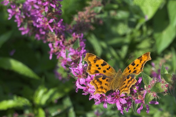 Comma (Polygonia c-album)