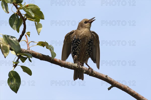 European Starling (Sturnus vulgaris)