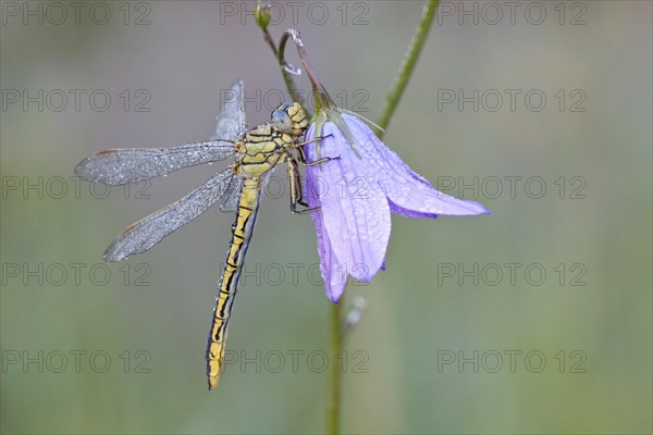 Western Clubtail (Gomphus pulchellus) on a Spreading Bellflower (Campanula patula)