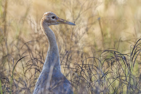 Sarus Crane (Grus antigone antigone)