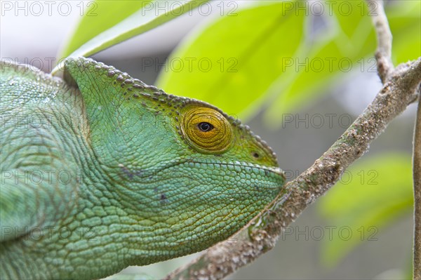 Parson's chameleon (Calumma parsonii)