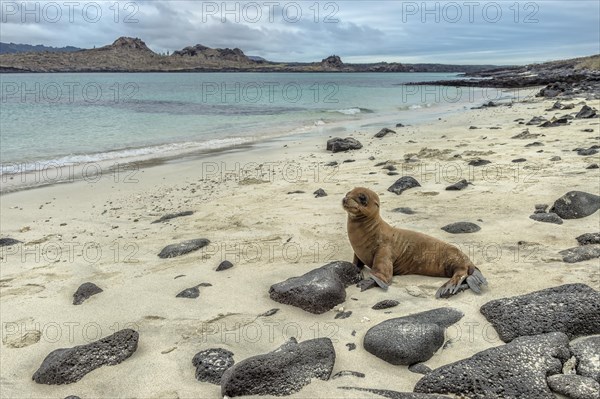 Galapagos Sea Lion (Zalophus wollebaeki)