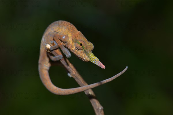 Pinocchio-Chamaleon (Calumma gallus)