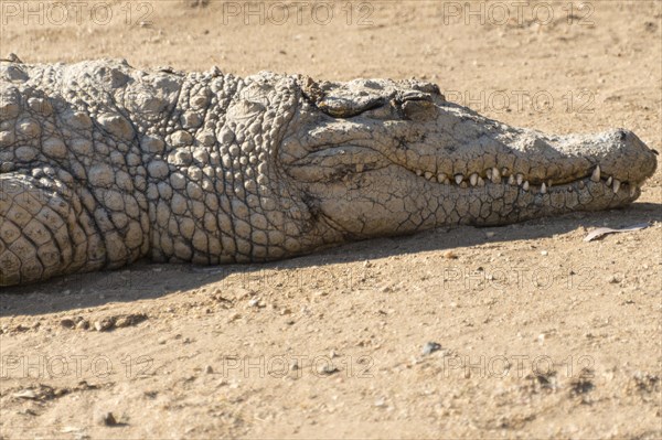 Nile Crocodile (Crocodylus niloticus)