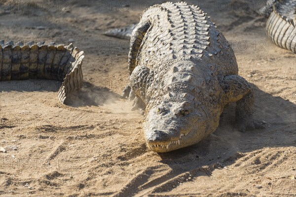 Nile Crocodile (Crocodylus niloticus)