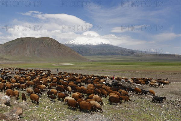 Flock of sheep in front of Mount Ararat